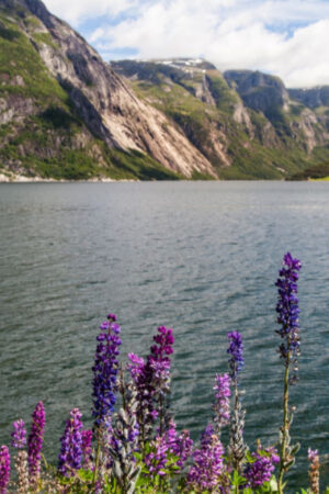 Fjorden