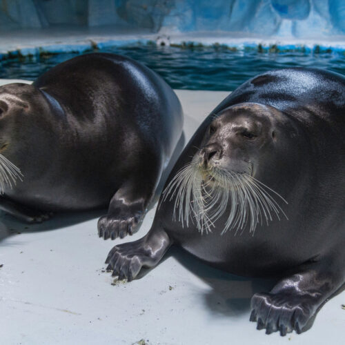 Tromsø aquarium