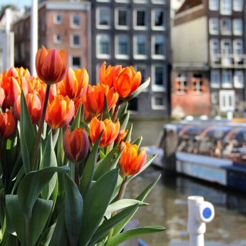 Tulpen kijken Amsterdam
