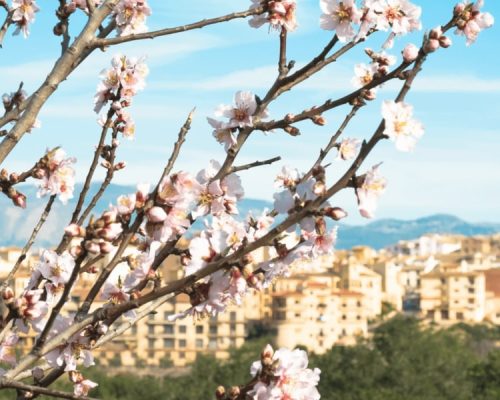 costa-blanca-begeleide-reizen-2