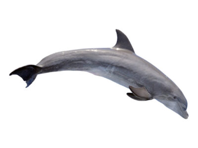 Curaçao, dolfijnen