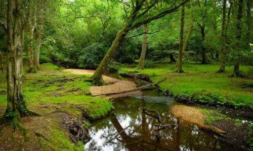 new forest