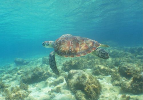 zeeschildpad Curaçao