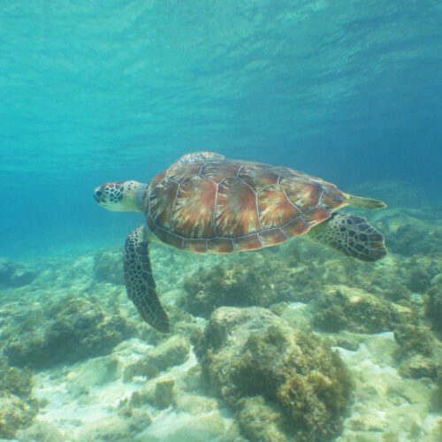 zeeschildpad Curaçao